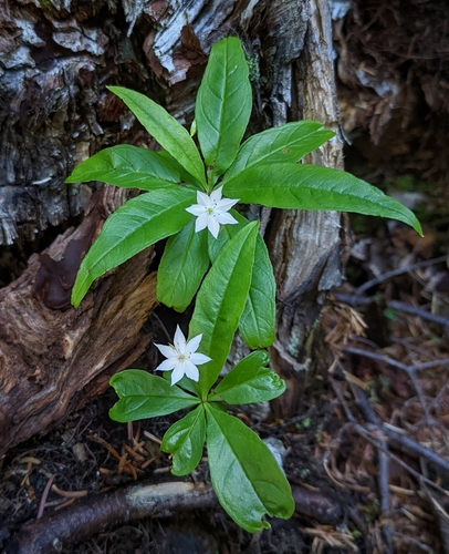 northern starflower