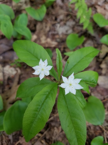 northern starflower