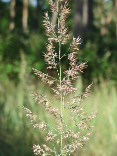 Bushgrass