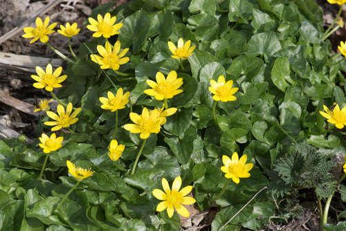 lesser celandine