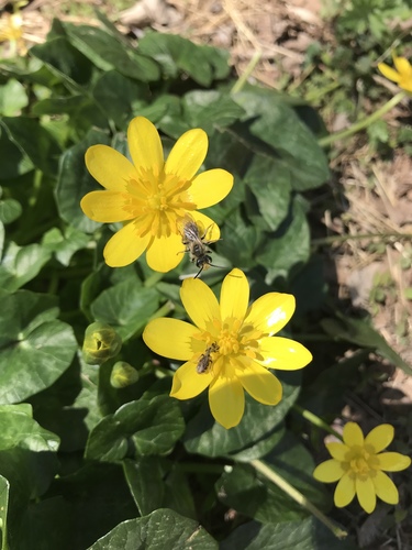 lesser celandine