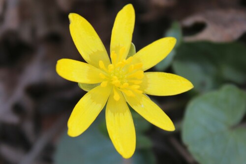 lesser celandine