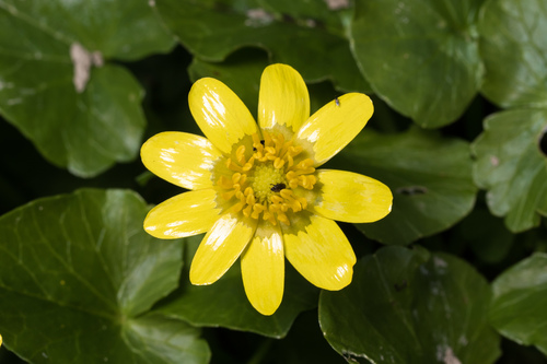 lesser celandine