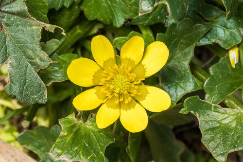 lesser celandine