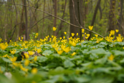 lesser celandine