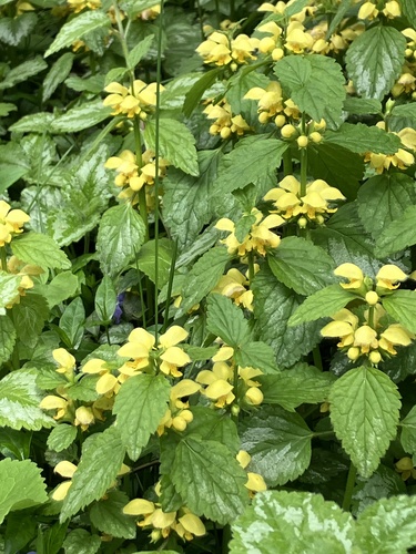 yellow archangel