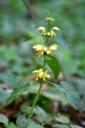 yellow archangel