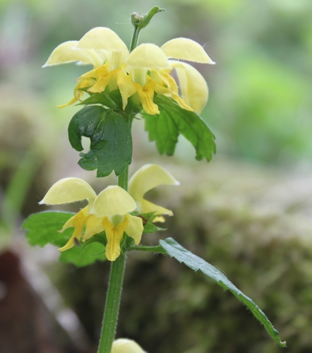 yellow archangel