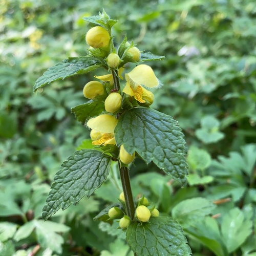 yellow archangel