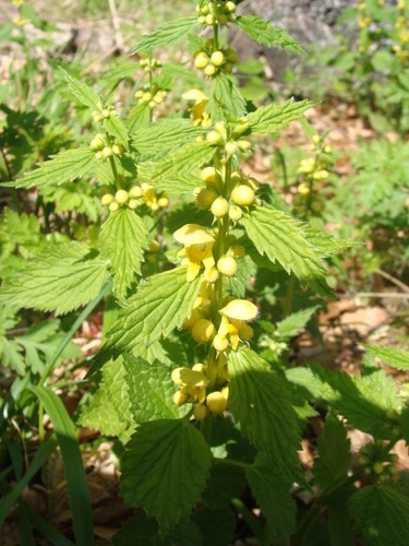 yellow archangel
