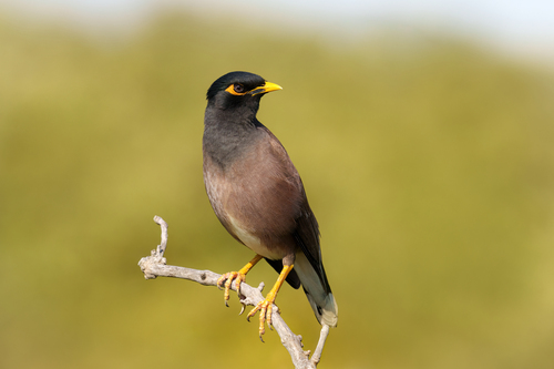 Common Myna
