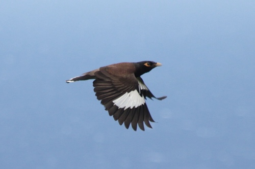 Common Myna