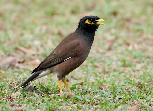 Common Myna