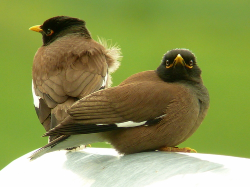 Common Myna