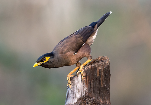 Common Myna