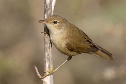 Common Reed Warbler