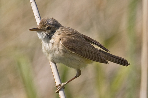 Common Reed Warbler