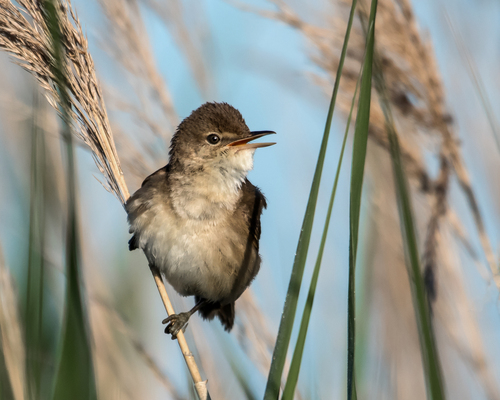 Common Reed Warbler