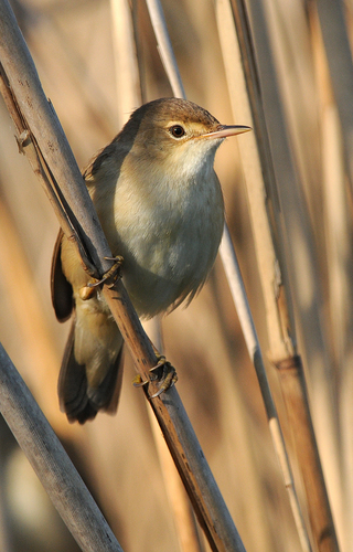 Common Reed Warbler