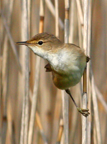 Common Reed Warbler