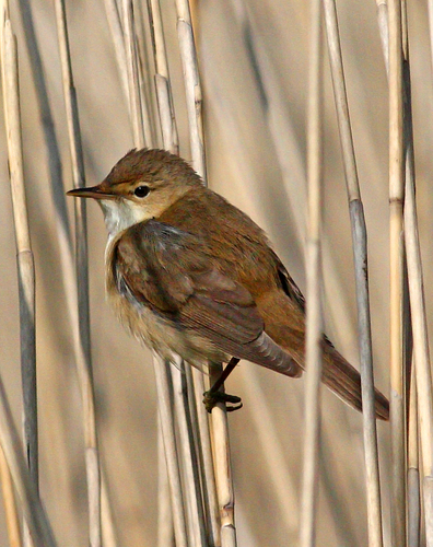 Common Reed Warbler