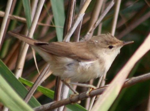 Common Reed Warbler
