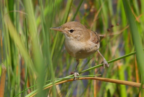 Common Reed Warbler