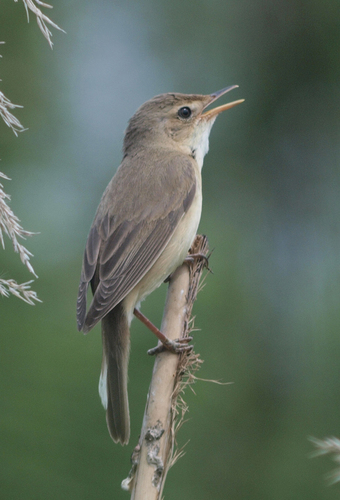 Common Reed Warbler