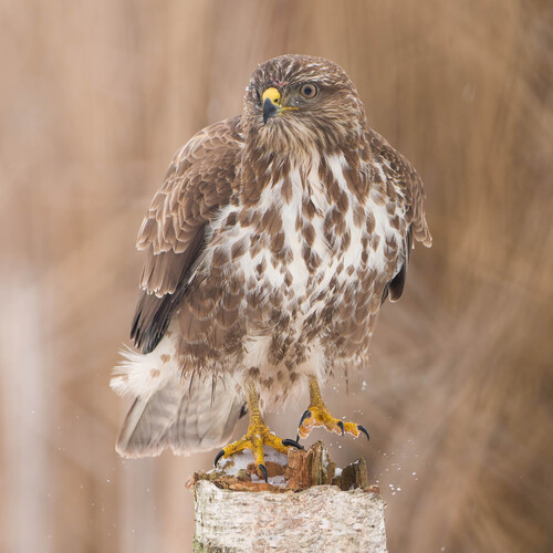 Common Buzzard