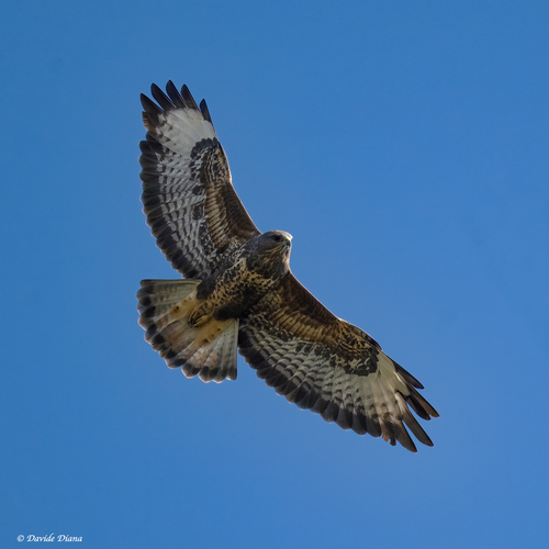 Common Buzzard