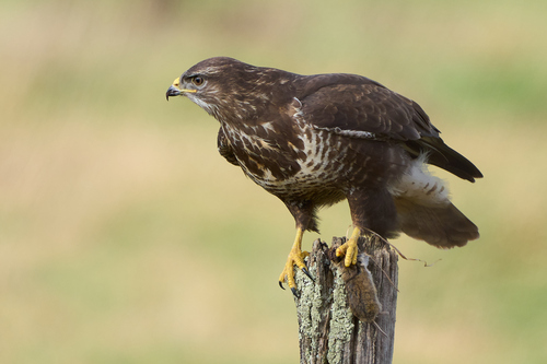 Common Buzzard