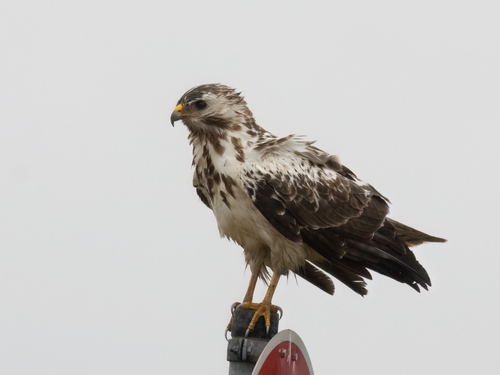Common Buzzard