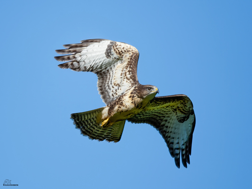 Common Buzzard