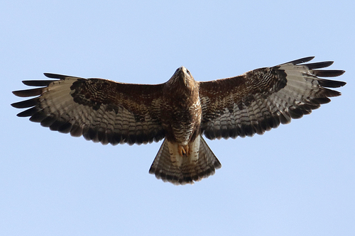 Common Buzzard