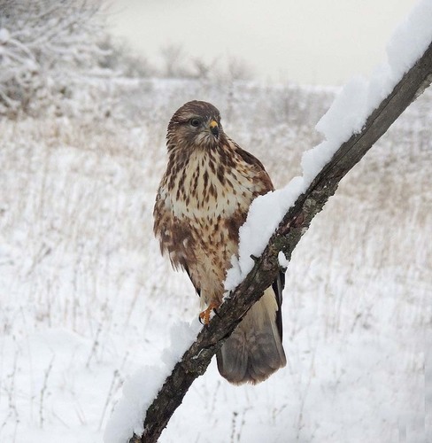 Common Buzzard