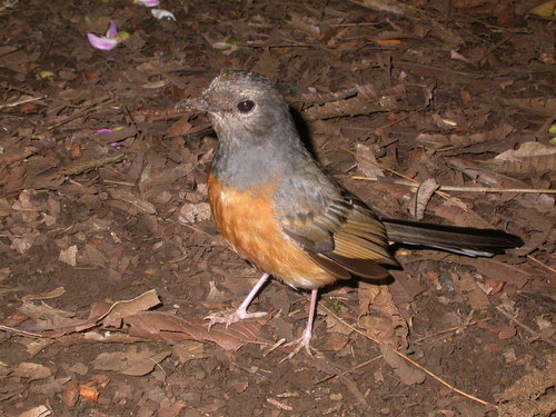 White-rumped Shama