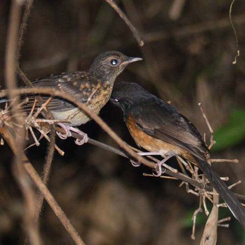 White-rumped Shama