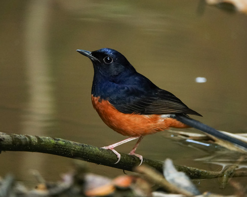 White-rumped Shama
