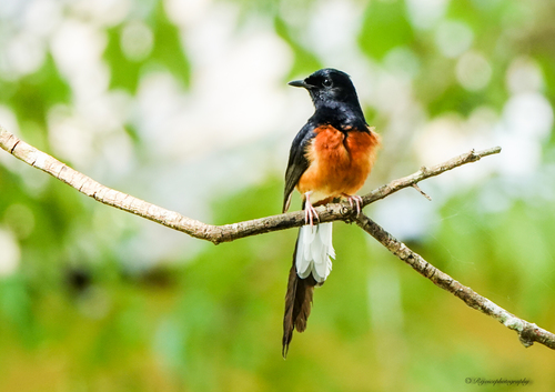 White-rumped Shama