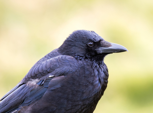 Carrion Crow
