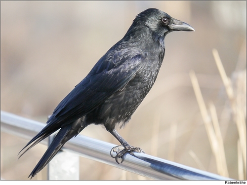 Carrion Crow