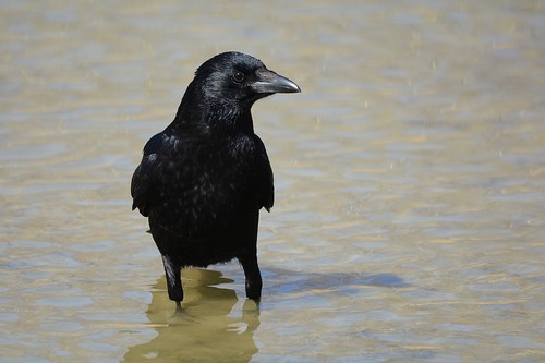Carrion Crow
