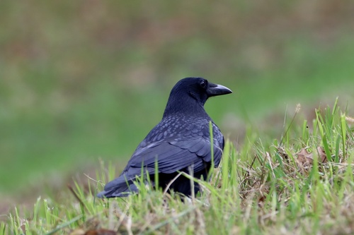 Carrion Crow