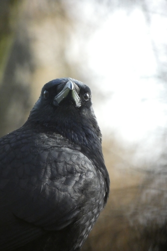 Carrion Crow