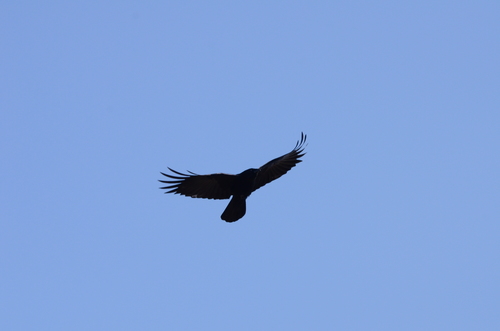 Carrion Crow