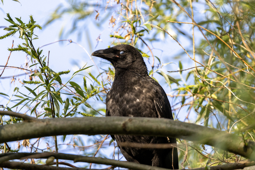 Carrion Crow