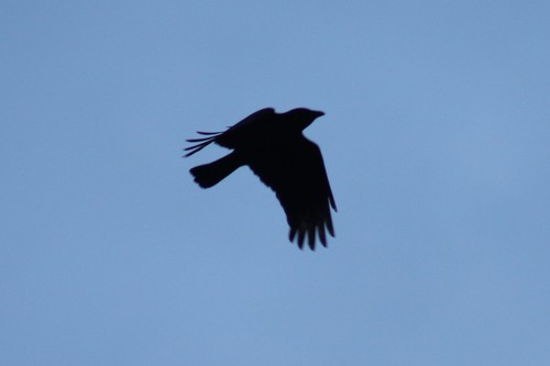 Carrion Crow