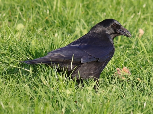 Carrion Crow