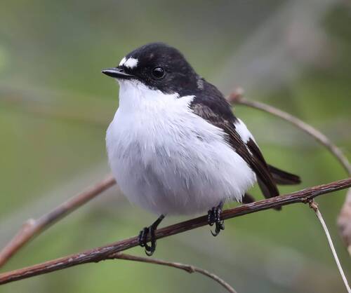 European Pied Flycatcher