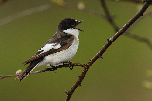 European Pied Flycatcher